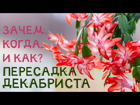 ПЕРЕСАДКА ДЕКАБРИСТА. КАК правильно, КОГДА и ЗАЧЕМ! ЦВЕТЕНИЕ ШЛЮМБЕРГЕРЫ гарантировано!