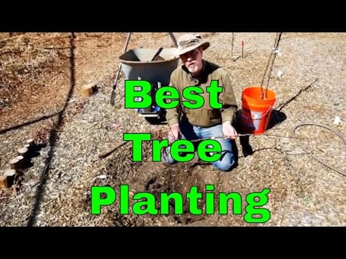 The Best Way to Plant A Bare Root Tree
