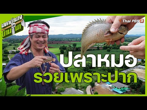 ปลาหมอรวยเพราะปาก | มหาอำนาจบ้านนา
