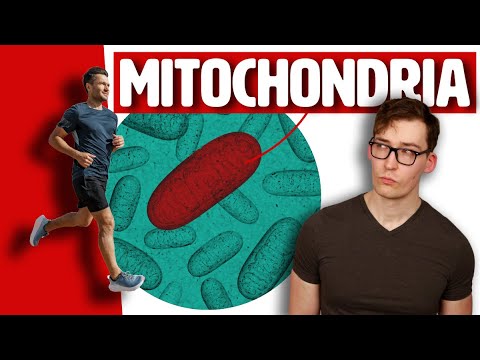 Preventing Aging Mitochondria through Exercise