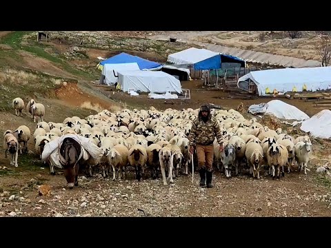 علاج كلاب الكانجال والذئاب