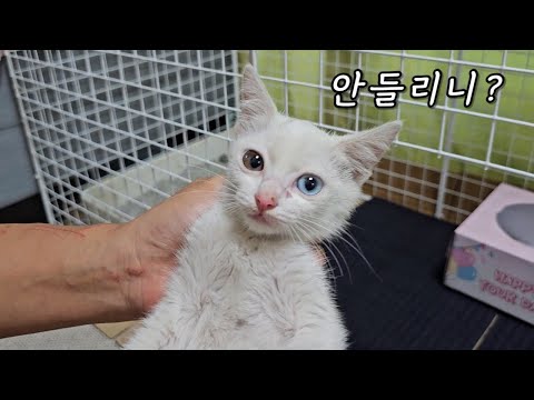 I picked up a kitten, but it seems it can't hear....