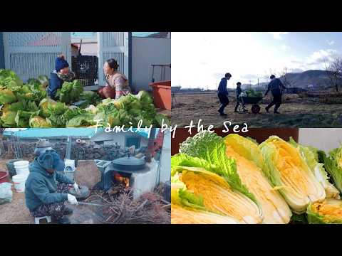 바닷마을 시골집 김장하는 날 1부 🌊 150포기 배추 수확과 가마솥 육수 비법 ㅣPreparing 150 Cabbages for Kimchi (Part 1) 🌊 ㅣ56부