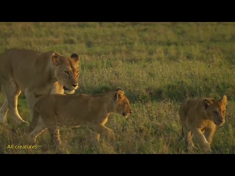 The female is weak, but the female is just. The lioness raised her four cubs with difficulty