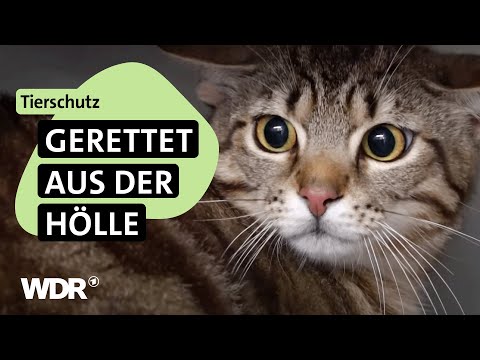 Einsatz in Messi-Wohnung: 15 Katzen in schockierendem Zustand | S04/E02 | Hallo Tierheim! | WDR