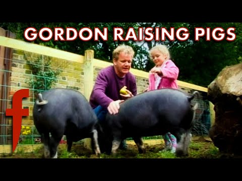 Gordon Raises Pigs In His Garden | The F Word | Gordon Ramsay