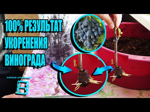 НАДЕЖНЫЙ СПОСОБ УКОРЕНЕНИЯ ЧЕРЕНКОВ ВИНОГРАДА РЕДКИХ И ЦЕННЫХ СОРТОВ. СЕВЕРНЫЙ ВИНОГРАДНИК 22-8