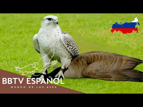 Aves de Rusia | Las Aves Más Hermosas de Rusia Que Nunca Has Visto | BBTV Español