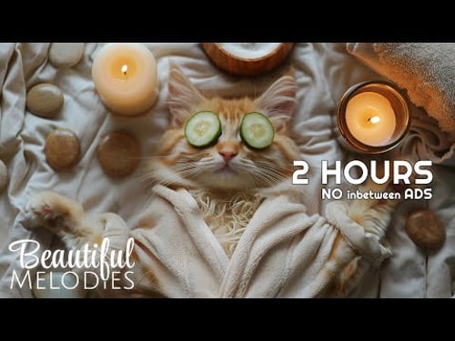 🎶 Music for Sleeping and Deep Relaxation | Soothing Cat Music for Rest and Calm