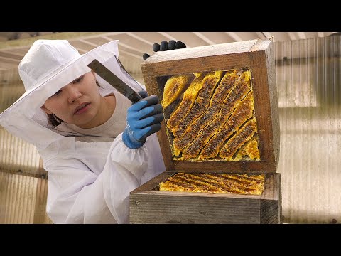 A Day in Life of Modern Japanese Bee Farmer Collecting Fresh Honey