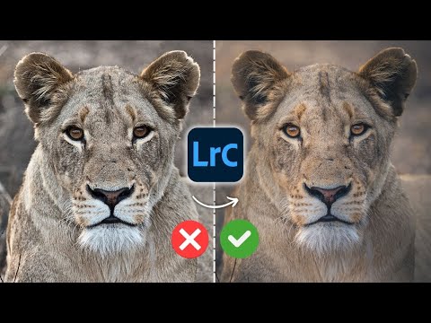 The ONE Detail Mistake That Ruins Wildlife Photos (Lightroom Tutorial)
