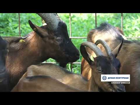 Naša priča ep. 417 24.08.2023. Radovan Peca Isailović, Crna Bara, farma alpino koza