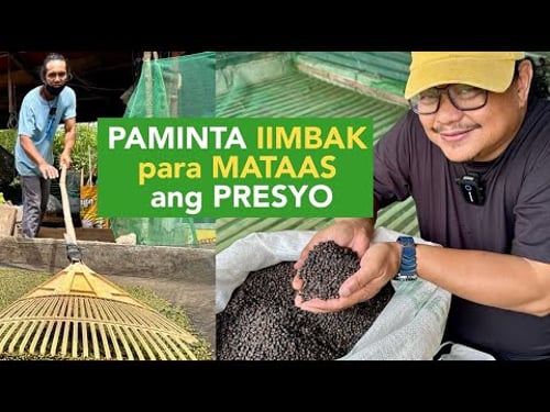 Black Pepper Farming: 1 Time Planting 50 Years Harvest, IImbak muna para sa Mataas na Presyo!