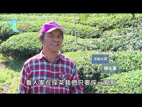【南投仁愛】台灣高山茶 賴永富堅持種出無毒茶湯 | 有機無毒 | 345 | #美麗心台灣
