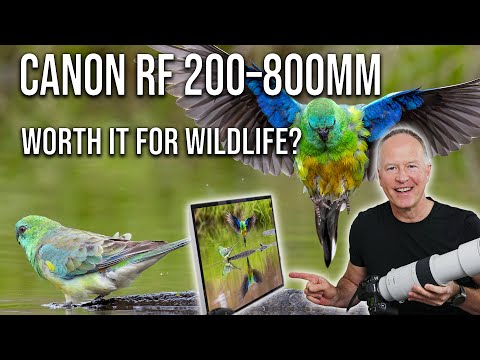 Canon RF 200–800mm Review Is This the Ultimate Wildlife Lens?