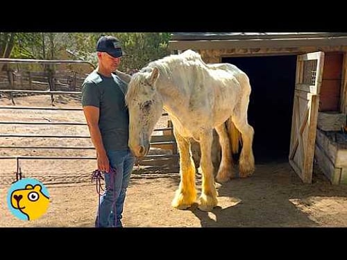 Abandoned Work Horse Comes Back To Life After 25 Years!