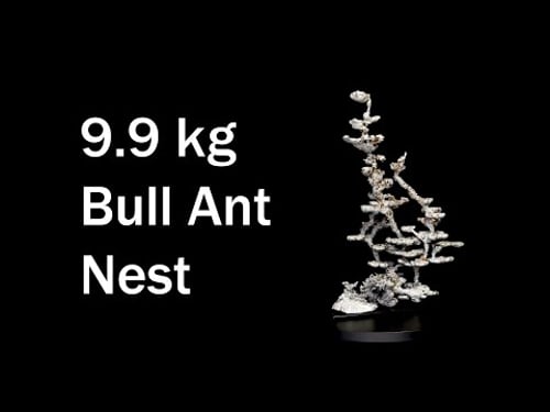 Detailed look at 9.9 kg (21.8 lb) Aluminum Casting of a Jumping Jack Bull Ant Nest - M nigrocinta