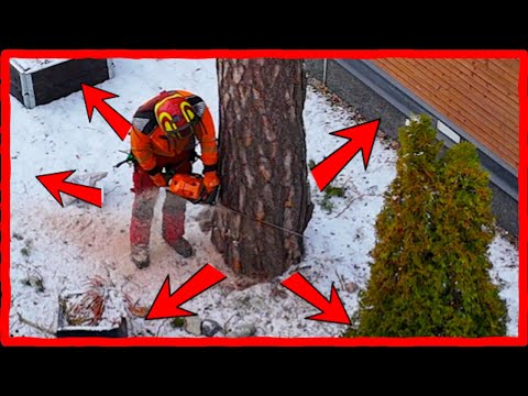 No Room to Fell a Tree? Watch This Genius Solution!