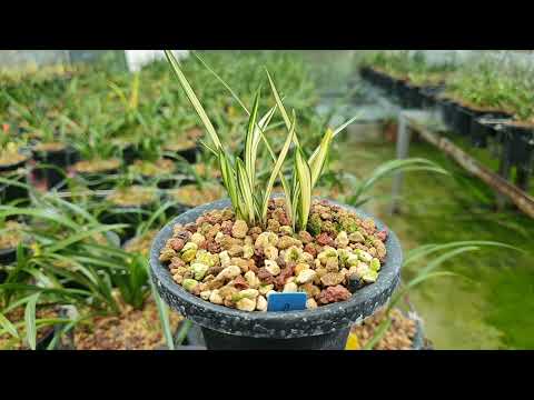 Lecture 1473, Fertilizer Management in the Warming Heat