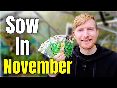 You MUST Sow These In November If You Want Earlier Harvests!