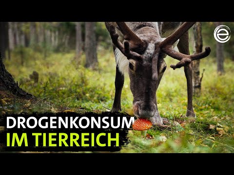 Tiere im Rausch ‒ Der Trip geht weiter | Erlebnis Erde