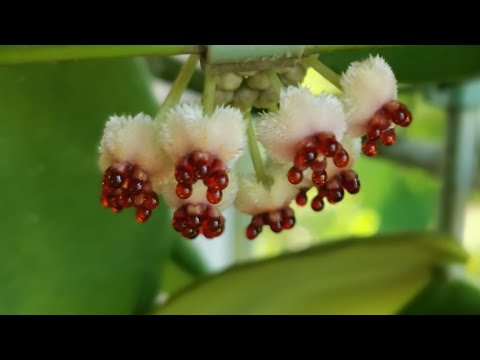 Π₯ΠΎΠΉΠΈ. ΠΠ±Π·ΠΎΡ ΠΌΠΎΠ΅ΠΉ ΠΊΠΎΠ»Π»Π΅ΠΊΡΠΈΠΈ.