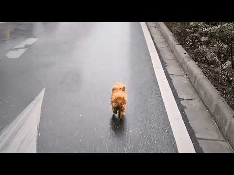 The timid stray dog had lost trust in humans, until a passing girl's kindness finally moved her.