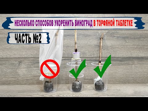 🍇 Rooting grape cuttings in a PEAT TABLET. For those who didn't get it))) Part #2.