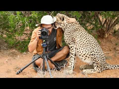Wild Animals SHOCK Photographers in the Cutest Ways 🤪 Funny Animal Videos 2025