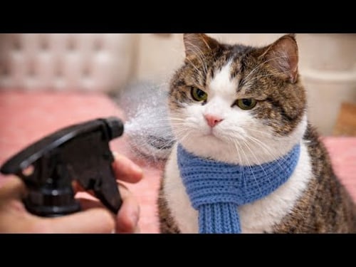 Cats being unpredictable