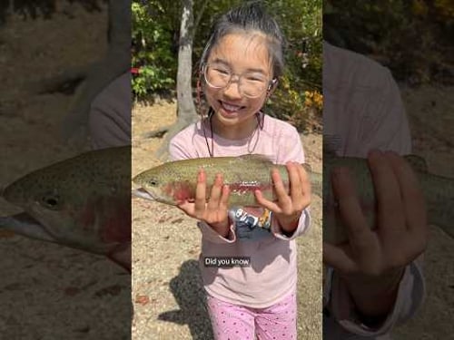 Why the Government Releases Fish into your Lakes