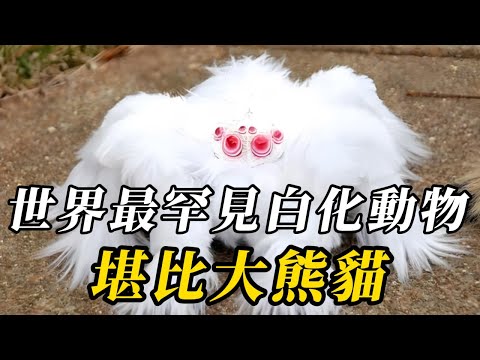 全世界最罕見的10種白化動物,第八名是千年難遇的神秘生物!大自然創造的仙境精靈!第壹名的“倒黴屬性”堪稱全球第壹,比大熊貓還珍貴!!#世界之最 #动物 #百科密码 #科普 #动物世界