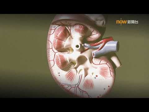 20240816【杏林在線】糖尿「踩界」