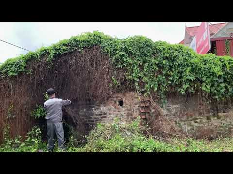 Help small shop owners transform vegetation covering the roof Avoid violating the city
