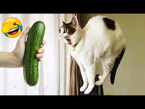 Nuevos clips de gatos y perros más divertidos de 2025 😼🐈Intenta no reírte 😂 Parte 9