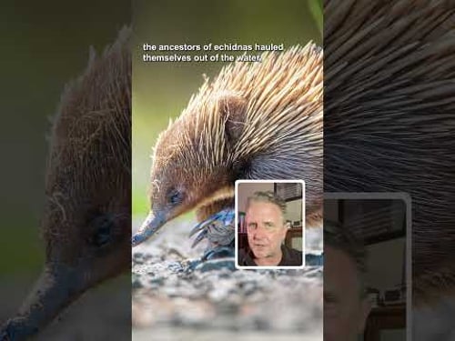 We got echidna evolution backwards