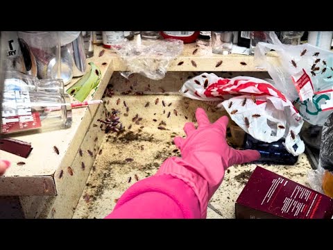 Texas Home Turned Into a Cockroach Nightmare!! 🪳