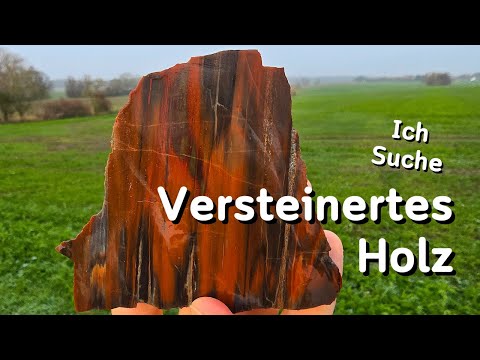 Ich suche versteinertes Holz mit schönen Farben