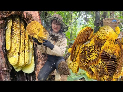 How to catch honey bees of Vietnamese girl and smart dog - ha thi muon