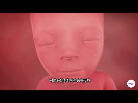 怀孕1-40周胎宝宝成长全记录,每周变化超详细