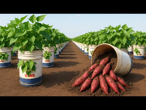 DIY Container Garden for Huge Sweet Potato Harvests