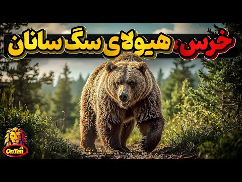 خرس ها، از تنبل ترین تا وحشی ترین گوشتخواران دنیا