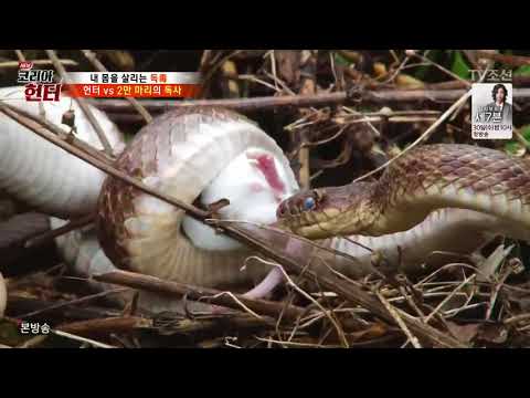 코리아 헌터 E65 170828 내 몸 살리는 독!