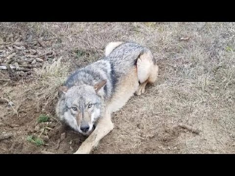 Спасение диких животных из браконьерских ловушек.
