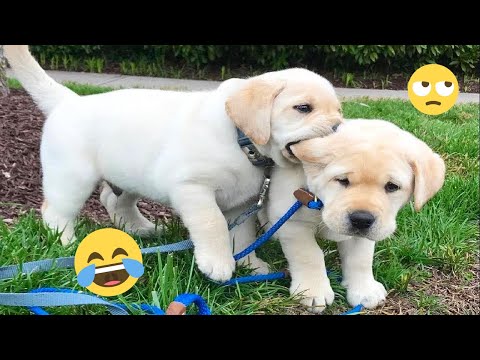 I dare you not to LAUGH at these FUNNY DOGS 😁🦮 - Best Funny Animals Videos 2025 #144