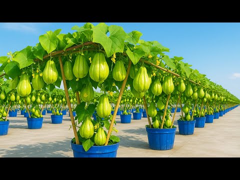Grow Chayote in Containers | Big, Fast, High Yield Harvest