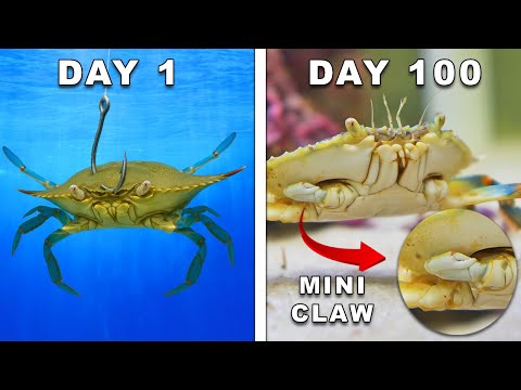 Keeping a Bait Shop Crab as a Pet