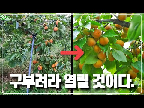 Bend it and it will open.ㅣWhy persimmon branch lure is essential