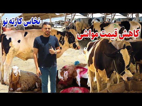 گزارش ضیا صالحی از قیمت گاو و گوسفند قربانی/Zia's report on the price of cattle and sheep