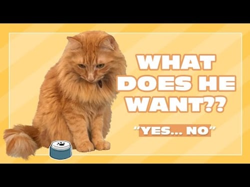 What Does He Want? | Justin Bieber the Cat